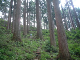 Forest_photo________