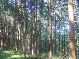 Forest_photo_____3