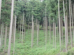 Forest_photo_____