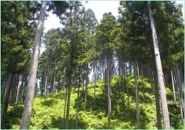 Forest_photo__1_1__1