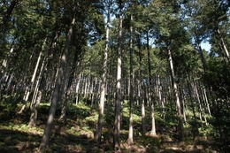 Forest_photo_fsc__dsc_0078