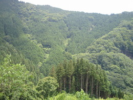 Forest_photo_img_4344