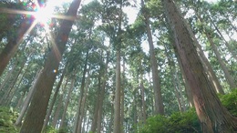 Forest_photo__