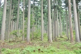 Forest_photo_______