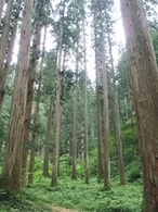 Forest_photo_2-1