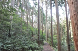 Forest_photo_dsc_2552