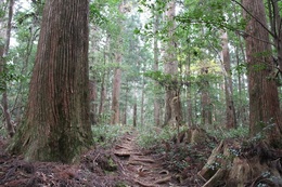 Forest_photo___