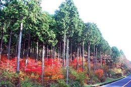 Forest_photo____