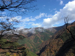 Forest_photo_秩父の奥山