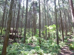 Forest_photo_1-20120622190057